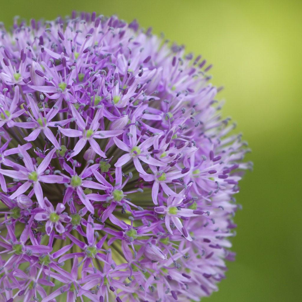 Allium